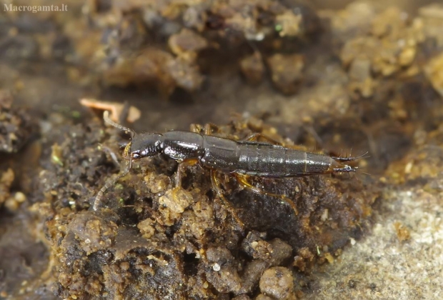 Trumpasparnis - Ochthephilum fracticorne | Fotografijos autorius : Romas Ferenca | © Macrogamta.lt | Šis tinklapis priklauso bendruomenei kuri domisi makro fotografija ir fotografuoja gyvąjį makro pasaulį.