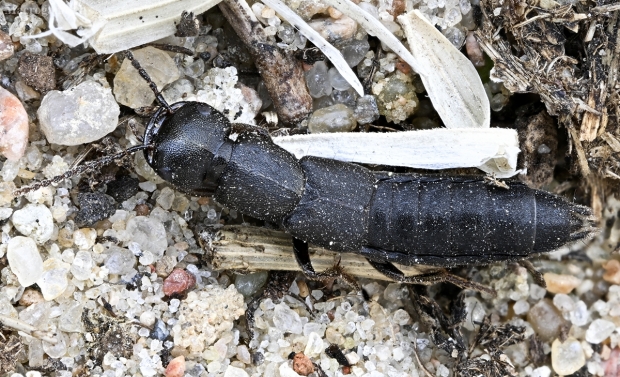 Trumpasparnis - Tasgius melanarius | Fotografijos autorius : Kazimieras Martinaitis | © Macrogamta.lt | Šis tinklapis priklauso bendruomenei kuri domisi makro fotografija ir fotografuoja gyvąjį makro pasaulį.