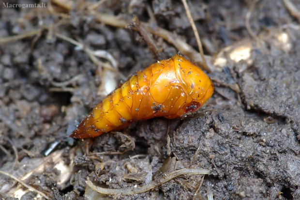 Trumpasparnis - Quedius fuliginosus (lėliukė) | Fotografijos autorius : Romas Ferenca | © Macrogamta.lt | Šis tinklapis priklauso bendruomenei kuri domisi makro fotografija ir fotografuoja gyvąjį makro pasaulį.