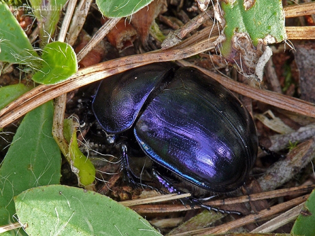 Trypocopris vernalis - Žvilgantysis mėšlavabalis | Fotografijos autorius : Darius Baužys | © Macrogamta.lt | Šis tinklapis priklauso bendruomenei kuri domisi makro fotografija ir fotografuoja gyvąjį makro pasaulį.