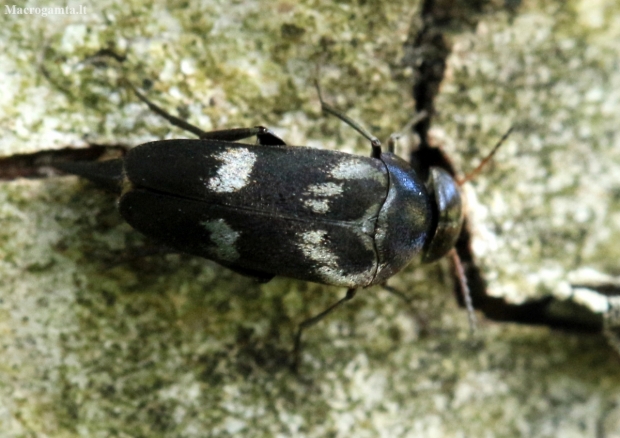 Tumbling flower beetle - Variimorda villosa | Fotografijos autorius : Ramunė Vakarė | © Macronature.eu | Macro photography web site