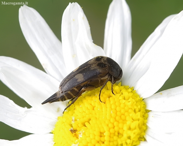 Tumbling flower beetle - Variimorda villosa | Fotografijos autorius : Romas Ferenca | © Macronature.eu | Macro photography web site
