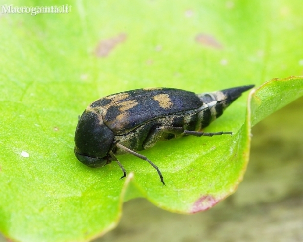 Tumbling flower beetle - Variimorda villosa | Fotografijos autorius : Romas Ferenca | © Macronature.eu | Macro photography web site