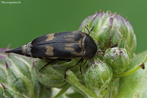 Tumbling flower beetle - Variimorda villosa | Fotografijos autorius : Gintautas Steiblys | © Macronature.eu | Macro photography web site