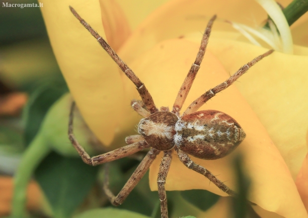 Turf Running-spider - Philodromus cespitum | Fotografijos autorius : Gintautas Steiblys | © Macronature.eu | Macro photography web site