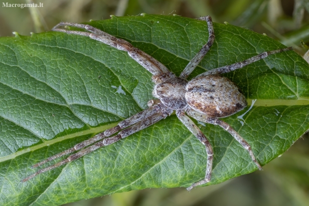 Turf running-spider - Philodromus cespitum ♀ | Fotografijos autorius : Žilvinas Pūtys | © Macronature.eu | Macro photography web site