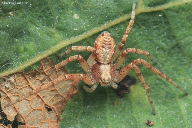 Turf running-spider - Philodromus cespitum | Fotografijos autorius : Gintautas Steiblys | © Macronature.eu | Macro photography web site