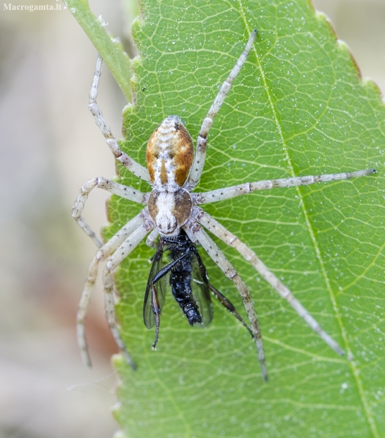Turf running-spider - Philodromus cespitum | Fotografijos autorius : Kazimieras Martinaitis | © Macronature.eu | Macro photography web site
