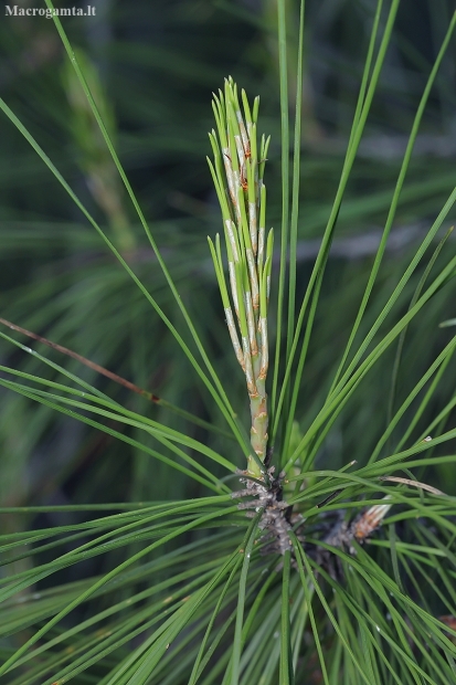 Turkish pine - Pinus brutia | Fotografijos autorius : Gintautas Steiblys | © Macronature.eu | Macro photography web site