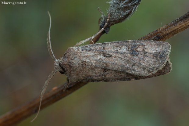 Turnip Moth - Agrotis segetum ♂ | Fotografijos autorius : Žilvinas Pūtys | © Macronature.eu | Macro photography web site