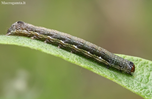 Twin-spotted quaker - Anorthoa munda, young caterpillar | Fotografijos autorius : Gintautas Steiblys | © Macronature.eu | Macro photography web site