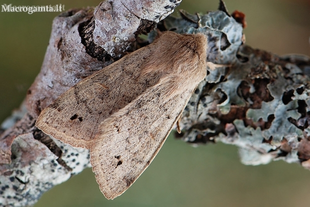 Twin-spotted quaker - Anorthoa munda | Fotografijos autorius : Arūnas Eismantas | © Macronature.eu | Macro photography web site