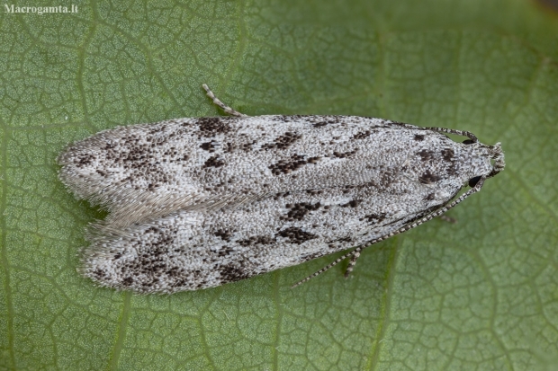 Twirler Moth - Chionodes electella | Fotografijos autorius : Žilvinas Pūtys | © Macronature.eu | Macro photography web site