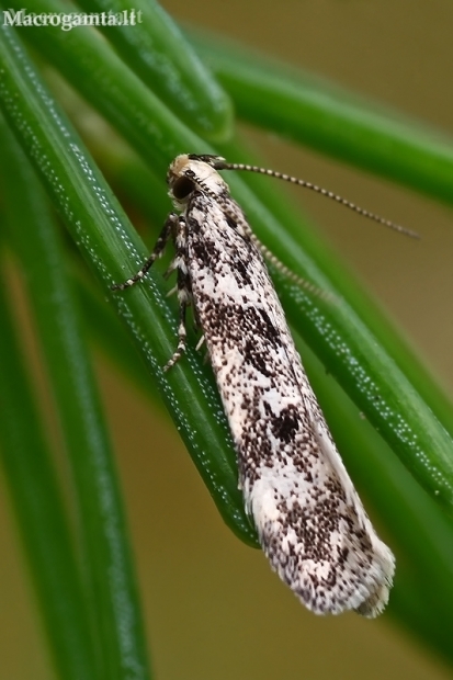 Twirler Moth - Chionodes electella | Fotografijos autorius : Gintautas Steiblys | © Macronature.eu | Macro photography web site