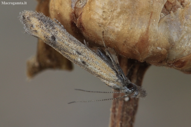 Twirler Moth - Mesophleps trinotella | Fotografijos autorius : Gintautas Steiblys | © Macronature.eu | Macro photography web site