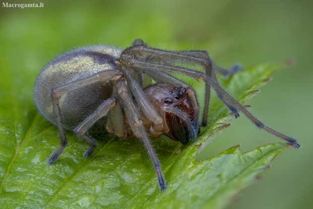 Two-clawed hunting spider - Cheiracanthium erraticum ♀ | Fotografijos autorius : Žilvinas Pūtys | © Macronature.eu | Macro photography web site