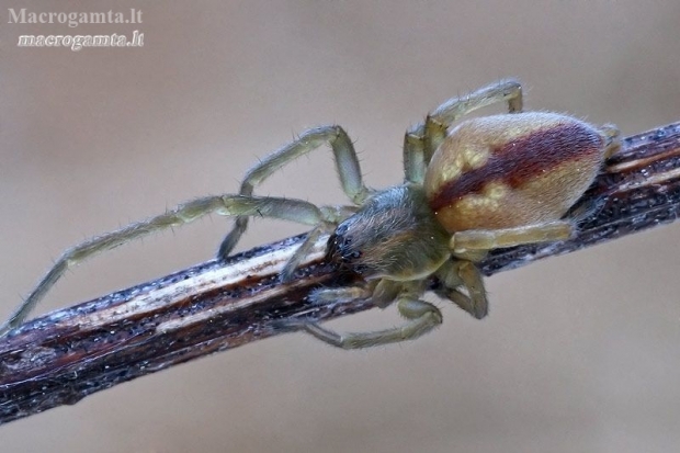 Two-clawed hunting spider - Cheiracanthium erraticum  | Fotografijos autorius : Gintautas Steiblys | © Macronature.eu | Macro photography web site