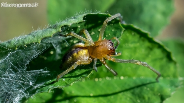 Two-clawed hunting spider - Cheiracanthium erraticum | Fotografijos autorius : Oskaras Venckus | © Macronature.eu | Macro photography web site