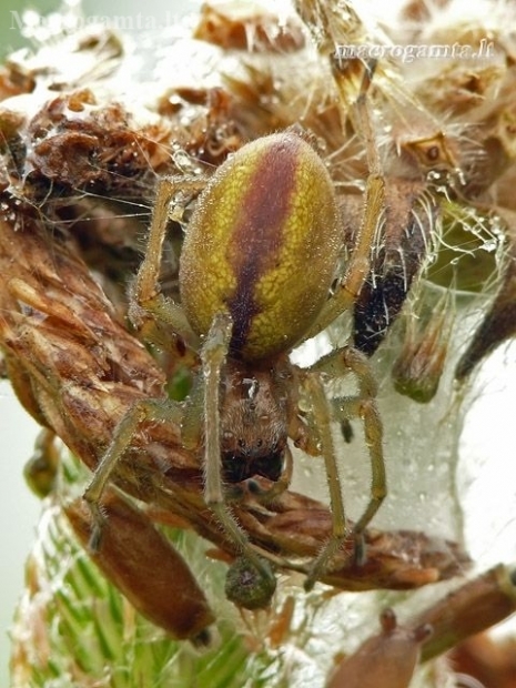 Two-clawed hunting spider - Cheiracanthium erraticum | Fotografijos autorius : Darius Baužys | © Macronature.eu | Macro photography web site