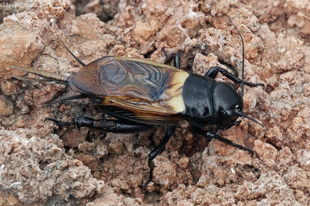 Two-spotted field cricket - Gryllus bimaculatus | Fotografijos autorius : Gintautas Steiblys | © Macronature.eu | Macro photography web site