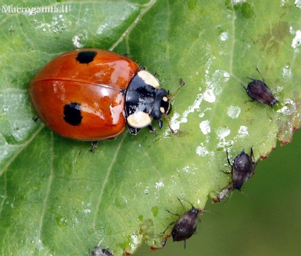 Two-spotted ladybird - Adalia bipunctata, with aphids | Fotografijos autorius : Algirdas Vilkas | © Macronature.eu | Macro photography web site