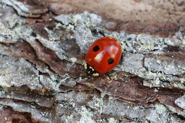 Two-spotted ladybird - Adalia bipunctata | Fotografijos autorius : Vytautas Tamutis | © Macronature.eu | Macro photography web site