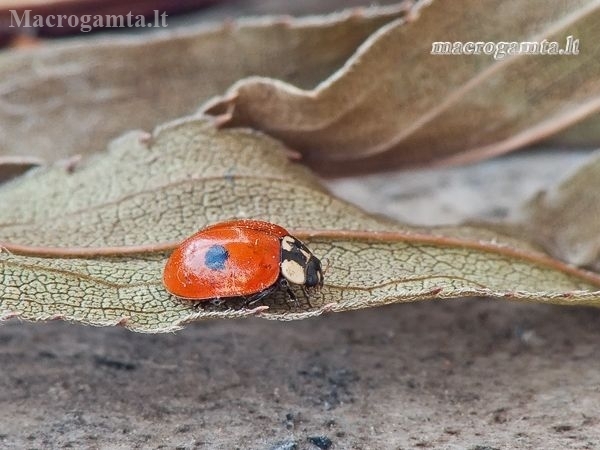 Two-spotted ladybird - Adalia bipunctata | Fotografijos autorius : Darius Baužys | © Macronature.eu | Macro photography web site