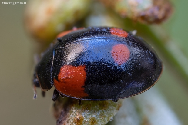 Dvitaškė adalija - Adalia bipunctata | Fotografijos autorius : Žilvinas Pūtys | © Macronature.eu | Macro photography web site