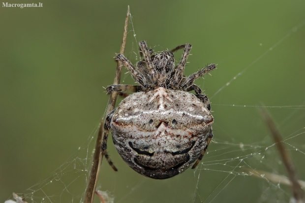 Two-tubercled orb-web - Gibbaranea bituberculata | Fotografijos autorius : Gintautas Steiblys | © Macrogamta.lt | Šis tinklapis priklauso bendruomenei kuri domisi makro fotografija ir fotografuoja gyvąjį makro pasaulį.