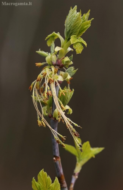 Uosialapis klevas - Acer negundo | Fotografijos autorius : Gintautas Steiblys | © Macrogamta.lt | Šis tinklapis priklauso bendruomenei kuri domisi makro fotografija ir fotografuoja gyvąjį makro pasaulį.