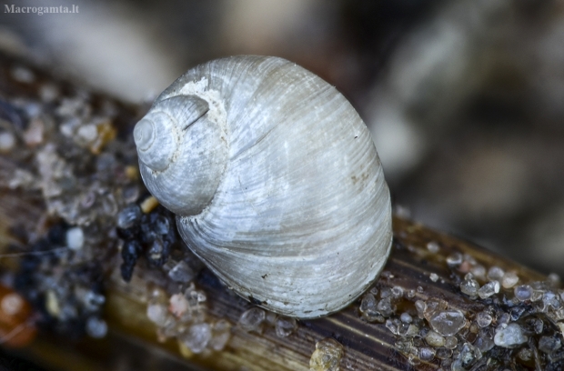 Upinė lipnė - Lithoglyphus naticoides | Fotografijos autorius : Kazimieras Martinaitis | © Macrogamta.lt | Šis tinklapis priklauso bendruomenei kuri domisi makro fotografija ir fotografuoja gyvąjį makro pasaulį.