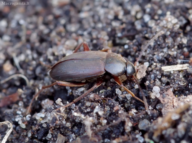 Urvavabalis - Choleva sturmii | Fotografijos autorius : Romas Ferenca | © Macrogamta.lt | Šis tinklapis priklauso bendruomenei kuri domisi makro fotografija ir fotografuoja gyvąjį makro pasaulį.