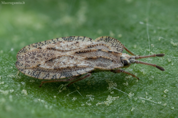 Usninė sietblakė - Tingis ampliata | Fotografijos autorius : Žilvinas Pūtys | © Macrogamta.lt | Šis tinklapis priklauso bendruomenei kuri domisi makro fotografija ir fotografuoja gyvąjį makro pasaulį.