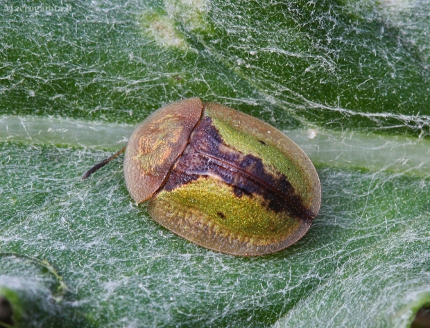 Usninis skydinukas - Cassida vibex | Fotografijos autorius : Vytautas Gluoksnis | © Macrogamta.lt | Šis tinklapis priklauso bendruomenei kuri domisi makro fotografija ir fotografuoja gyvąjį makro pasaulį.