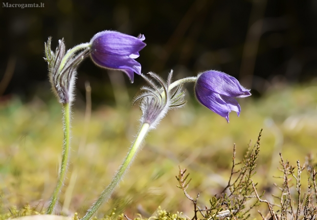 Vėjalandė šilagėlė - Pulsatilla patens | Fotografijos autorius : Kazimieras Martinaitis | © Macrogamta.lt | Šis tinklapis priklauso bendruomenei kuri domisi makro fotografija ir fotografuoja gyvąjį makro pasaulį.