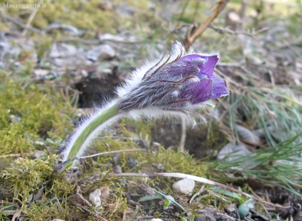 Vėjalandė šilagėlė - Pulsatilla patens | Fotografijos autorius : Vytautas Tamutis | © Macrogamta.lt | Šis tinklapis priklauso bendruomenei kuri domisi makro fotografija ir fotografuoja gyvąjį makro pasaulį.