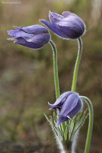 Vėjalandė šilagėlė - Pulsatilla patens | Fotografijos autorius : Gintautas Steiblys | © Macrogamta.lt | Šis tinklapis priklauso bendruomenei kuri domisi makro fotografija ir fotografuoja gyvąjį makro pasaulį.