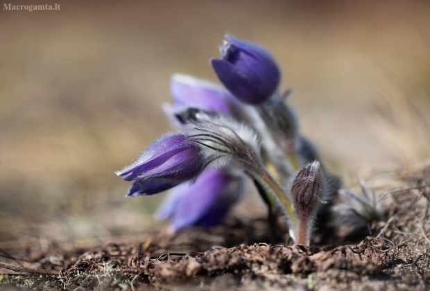 Vėjalandė šilagėlė - Pulsatilla patens | Fotografijos autorius : Zita Gasiūnaitė | © Macrogamta.lt | Šis tinklapis priklauso bendruomenei kuri domisi makro fotografija ir fotografuoja gyvąjį makro pasaulį.