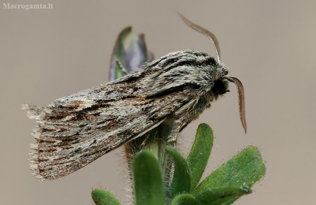 Vėlyvasis naktinukas - Asteroscopus sphinx | Fotografijos autorius : Gintautas Steiblys | © Macrogamta.lt | Šis tinklapis priklauso bendruomenei kuri domisi makro fotografija ir fotografuoja gyvąjį makro pasaulį.