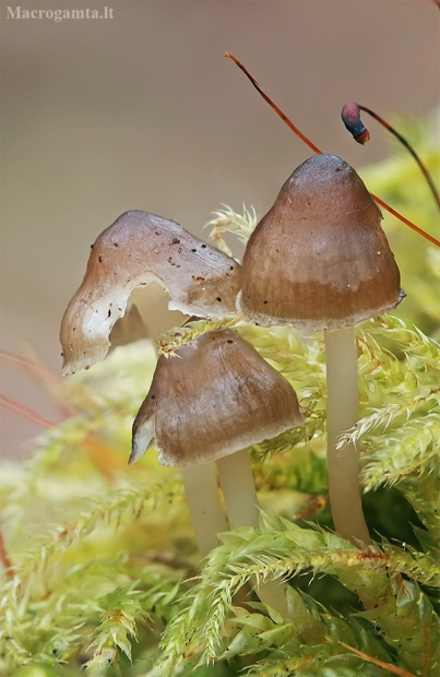 Vėlyvoji šalmabudė - Mycena tintinnabulum | Fotografijos autorius : Gintautas Steiblys | © Macrogamta.lt | Šis tinklapis priklauso bendruomenei kuri domisi makro fotografija ir fotografuoja gyvąjį makro pasaulį.