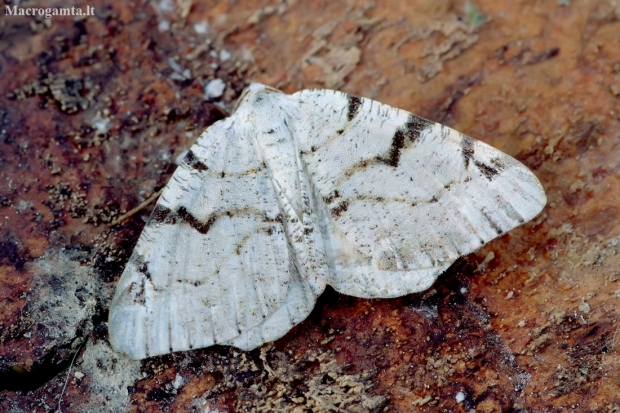 V-Moth - Macaria wauaria | Fotografijos autorius : Romas Ferenca | © Macronature.eu | Macro photography web site