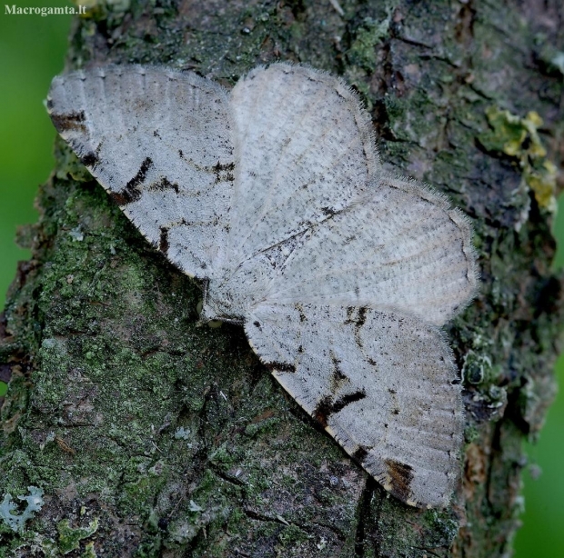 V-Moth - Macaria wauaria | Fotografijos autorius : Romas Ferenca | © Macronature.eu | Macro photography web site