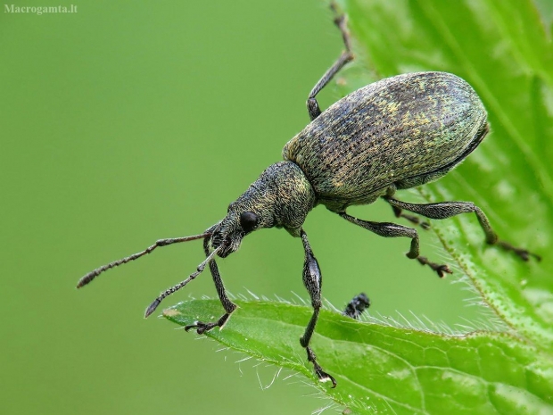 Dilgėlinis lapinukas (Phyllobius pomaceus) | Fotografijos autorius : Vidas Brazauskas | © Macrogamta.lt | Šis tinklapis priklauso bendruomenei kuri domisi makro fotografija ir fotografuoja gyvąjį makro pasaulį.