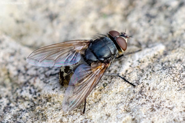Cluster fly | Pollenia sp. | Fotografijos autorius : Darius Baužys | © Macrogamta.lt | Šis tinklapis priklauso bendruomenei kuri domisi makro fotografija ir fotografuoja gyvąjį makro pasaulį.
