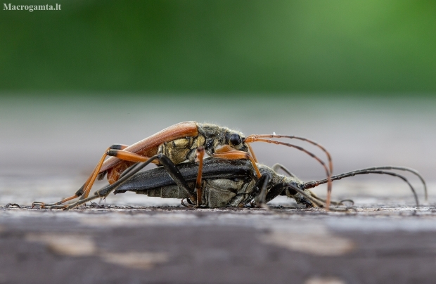 Variable Longhorn Beetle - Stenocorus meridianus | Fotografijos autorius : Zita Gasiūnaitė | © Macronature.eu | Macro photography web site