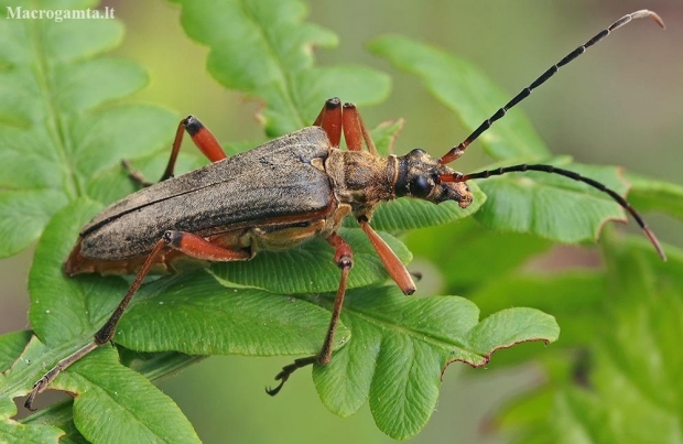 Variable Longhorn Beetle - Stenocorus meridianus | Fotografijos autorius : Gintautas Steiblys | © Macronature.eu | Macro photography web site