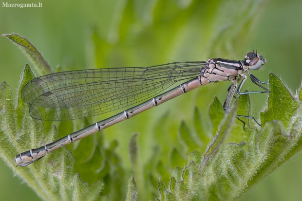 Variable damselfly - Coenagrion pulchellum ♀ | Fotografijos autorius : Žilvinas Pūtys | © Macronature.eu | Macro photography web site