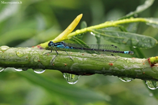 Variable damselfly - Coenagrion pulchellum | Fotografijos autorius : Elmaras Duderis | © Macronature.eu | Macro photography web site