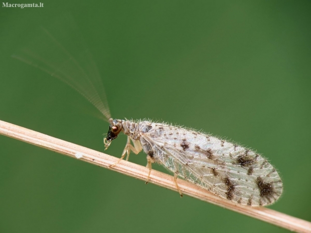 Variegated Brown Lacewing - Micromus variegatus | Fotografijos autorius : Vidas Brazauskas | © Macronature.eu | Macro photography web site