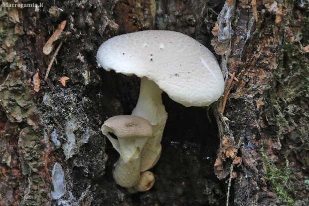 Veiled oyster - Pleurotus dryinus | Fotografijos autorius : Vytautas Gluoksnis | © Macronature.eu | Macro photography web site
